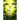 The Hilarion Connection(c), Book One