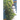 balcony plants