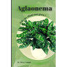 Aglaonema: Why my Plant not grow? problems and their solutions