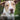 Rescue Tales: Rescue Dogs and their Beautiful Adoption Stories