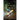 The Fourth Scroll