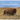 The Ecological Buffalo: On the Trail of a Keystone Species