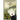 A Knowing One