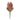 Orange Protea Flower Stem (Set of 2)
