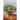 Madrone