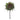 Brown Sunflower Stem (Set of 6)