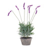 Potted Lavender Plant (Set of 4)