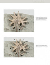 Collector's Guide to Crawfordsville Crinoids by Schiffer Publishing