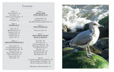 Gulls of North America by Schiffer Publishing