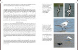 Gulls of North America by Schiffer Publishing