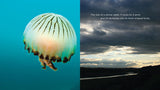 Living Wild - Classic Edition: Jellyfish by The Creative Company Shop