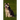 Husky: This Is a General Name for a Sled-Type of Dog Used in Northern Regions, Differentiated from Other Sled-Dog Types by Th