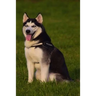 Husky: This Is a General Name for a Sled-Type of Dog Used in Northern Regions, Differentiated from Other Sled-Dog Types by Th