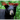 Great Smoky Mountains Wildlife Portfolio