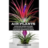 Air Plant: Step by Step Guide to Growing Tillandsia + Tips for Indoor Plants