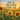 When the Sunflower Stood Tall: A Story About Finding the Courage to Bloom