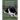 Barbara Sykes' Training Border Collies