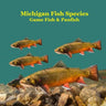 Michigan Game Fish and Panfish Species Kids Book: Great Book About the Different Types of Fish in Michigan