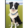 It's Time to Learn about Border Collies