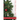 The Christmas Tree