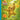 Pogo Finds His Pace
