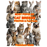 Most Popular Cat Breeds Photos Fun Facts