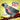 The Plucky Parrot: a Tiny Dog Book