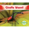 Giraffe Weevil