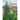 The Leaning Tree