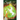 Spellfall