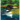 The Loon of Ayers Lake