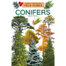 Conifers