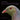 Portraits of New Zealand Native Birds: with excerpts on bird life in New Zealand from the Proceedings of the Royal Society of New Zealand 1868-1961