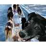 Run Like a Sled Dog: Another Black Bear Sled Dog Adventure