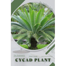 Cycad Plant: Plant Guide