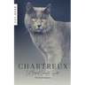 Chartreux: Cat Breed Complete Guide