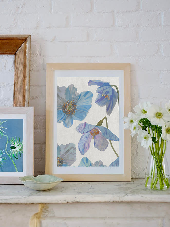 Art Print:  Himalayan Blue Poppies on Ecru by India & Purry