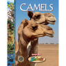 Camels