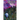 The Devils Came in from the Country