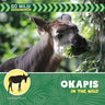 Okapis in the Wild