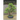 My Bonsai Year: Planning the Tending of Your Bonsai