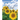 The Seed