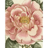 John Derian Picture Book II
