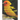 Backyard Birds of California