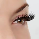 Role Model Lash Style by True Beauty Lashes