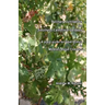 Culinary Cultivation for Southern California Gardens: A plant guide for food forests in Mediterranean Climates