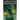 Inheritance: Book IV