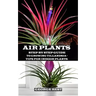 Air Plant: Step by Step Guide to Growing Tillandsia + Tips for Indoor Plants