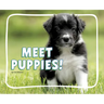 Meet Puppies!