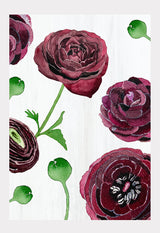 Art Print:  Black Ranunculus on Snow by India & Purry